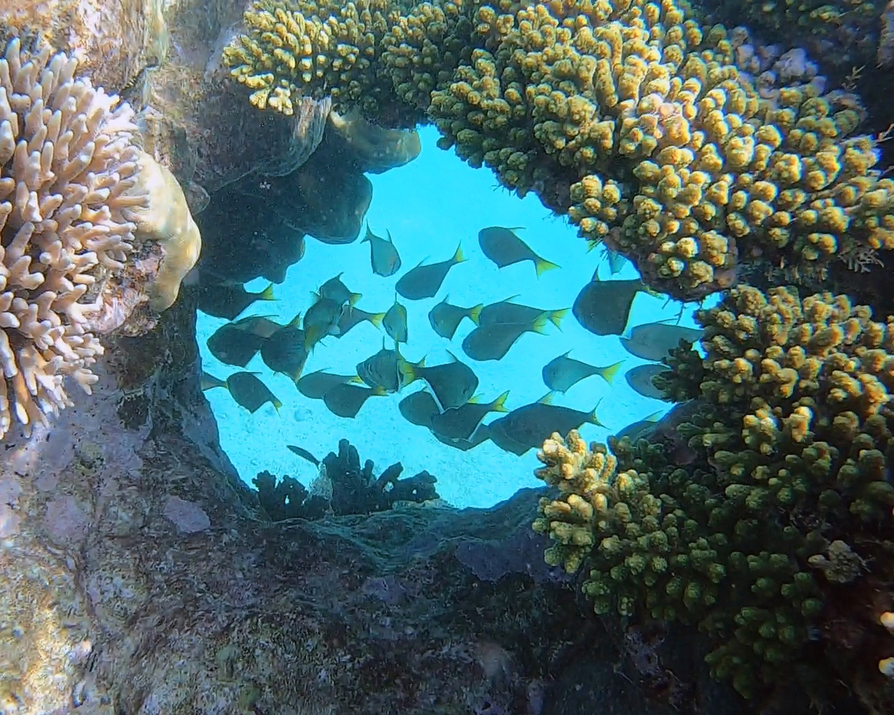 coral viewing