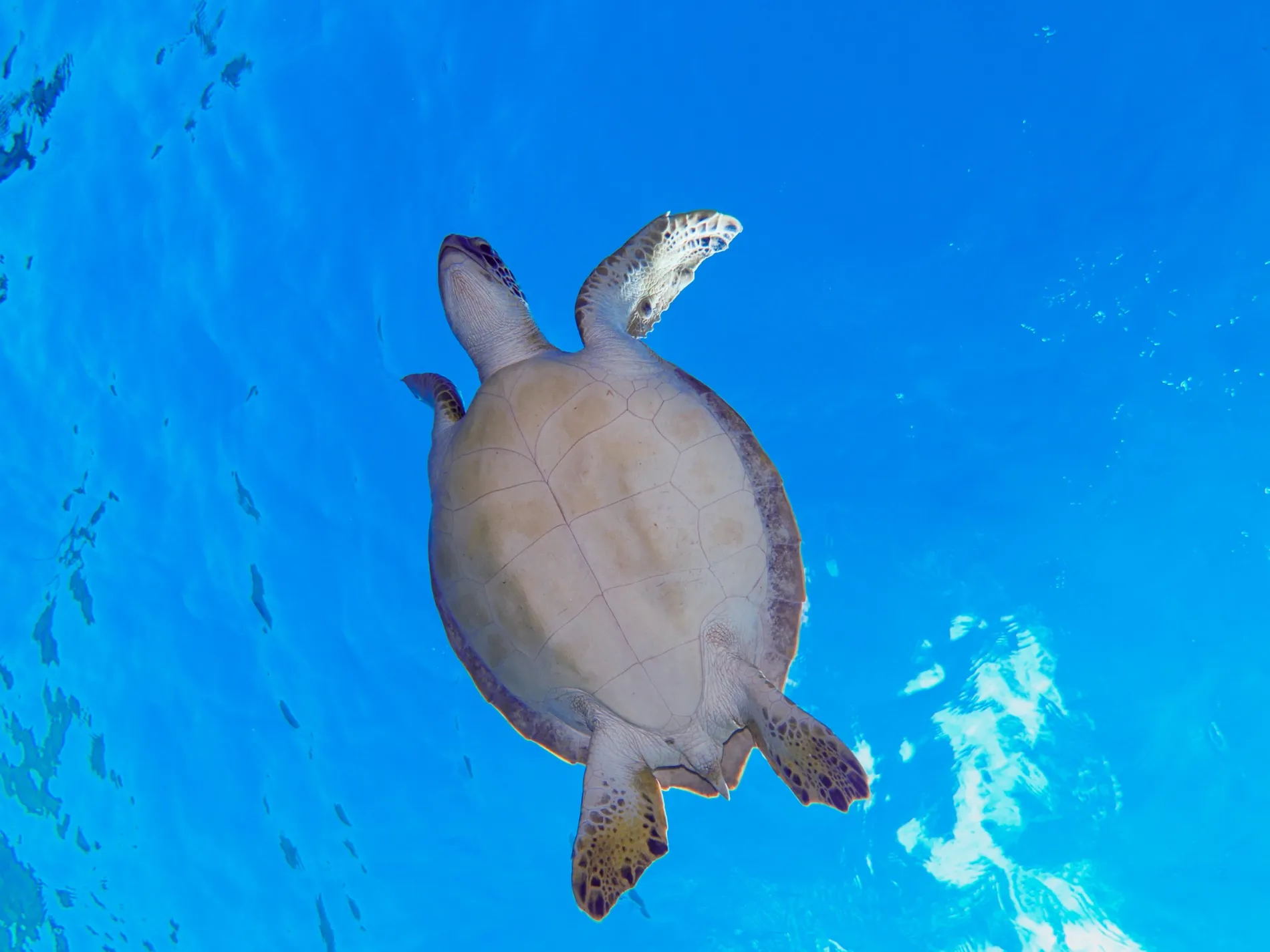 Green sea turtle