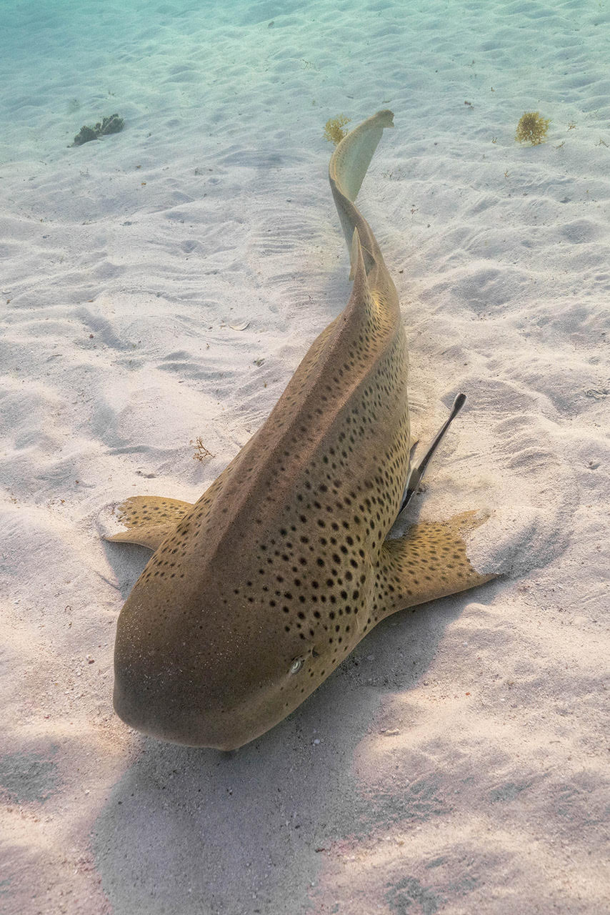 Leopard shark resting on white sand at Ningaloo Reef