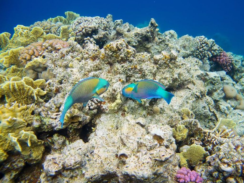 Colourful fish