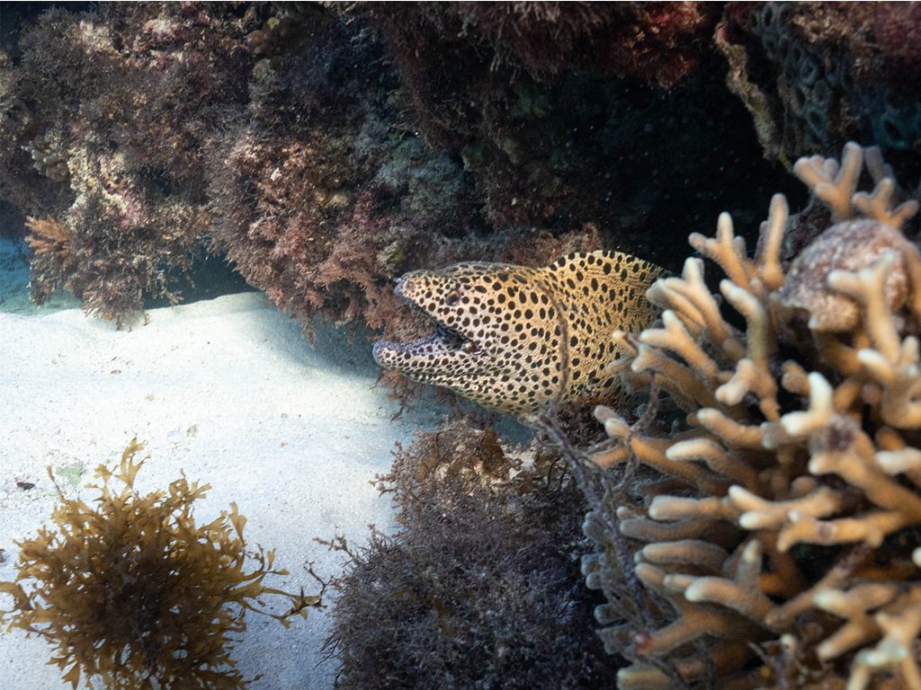 Eel Ningaloo reef