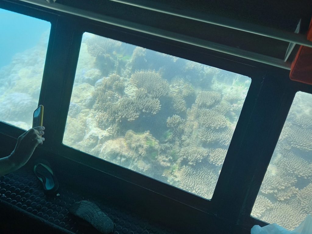 coral through window